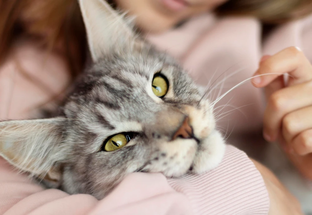 video camera for watching pets