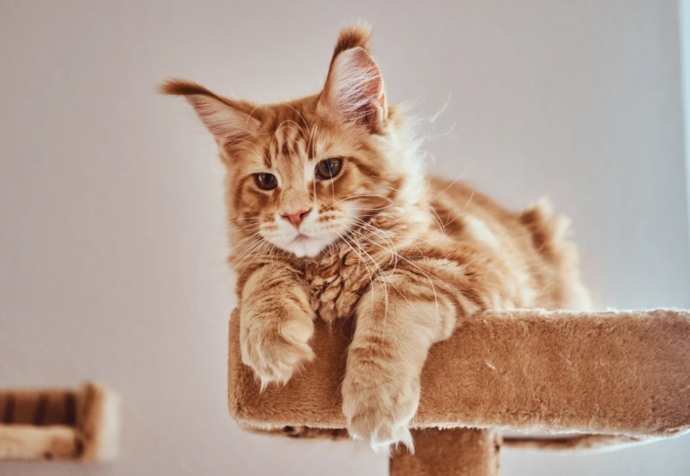 best home security camera for pets