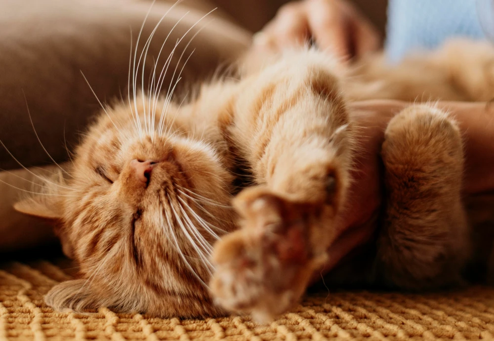 best security camera for pets