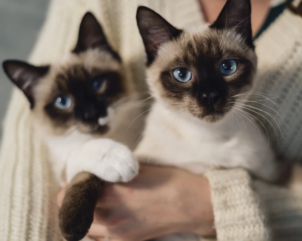 automatic pet feeder with camera
